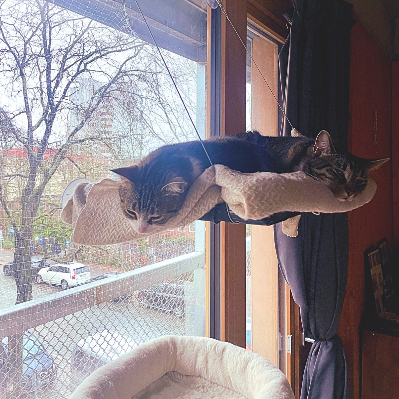 Katzen auf Hängematte von Maychesi